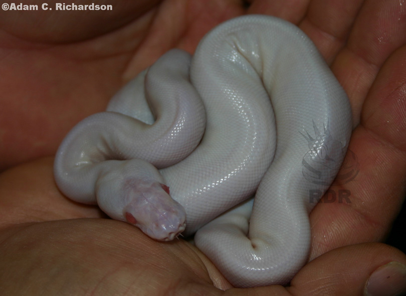 Kingsnake.com - Herpforum - Het Albino Boa Eye Marker